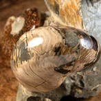 Albian Fossil Group - Ammonieten op originele matrix -