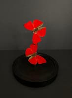 Blood-red Gliders in glass dome Support de corps entier pour, Nieuw