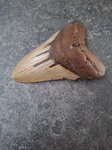 Megalodon - Fossiele tand - Otodus (Carcharocles) megalodon