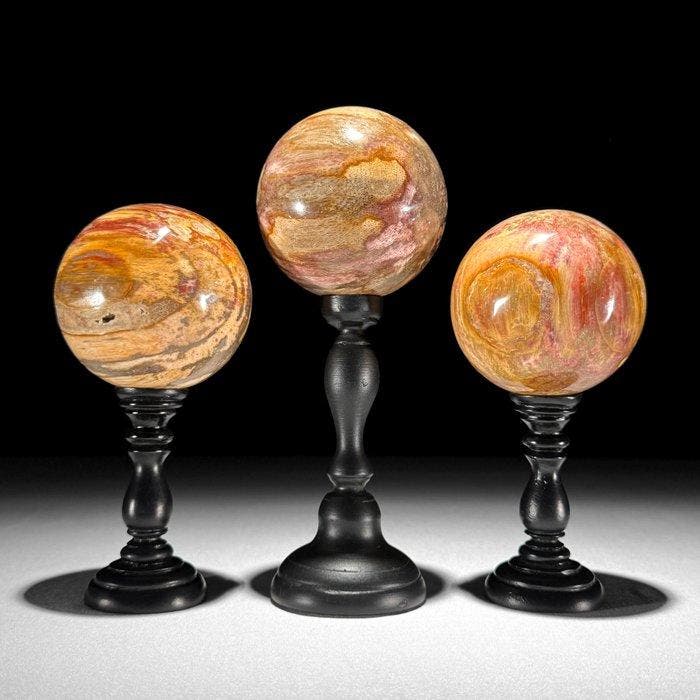 Prachtige set van 3 versteend hout-stukken - Gefossiliseerd, Antiek en Kunst, Kunst | Designobjecten
