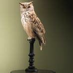 Siberische Oehoe Taxidermie Opgezette Dieren By Max, Ophalen of Verzenden, Nieuw, Vogel, Opgezet dier