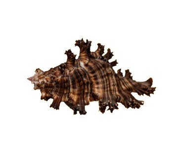 Exotische reuzenstekelslak – Chicoreus ramosus (120 mm) –