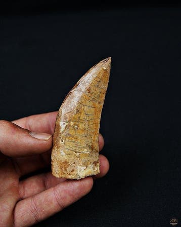 Dinosaurus - Fossiele tand - Carcharodontosaurus saharicus, Verzamelen