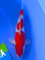 HQ Goshiki van Yamaju  34cm (Japanse Koi), Tuin en Terras, Ophalen of Verzenden, Nieuw