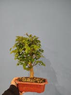 Bonsaï Érable de Bürger (Acer buergerianum) - Hauteur