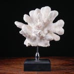 Prachtige witte koraaltak - Stylophora - Madrepora, Verzamelen, Nieuw