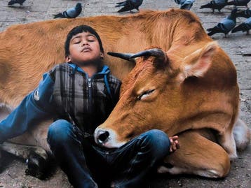 Steve McCurry (1950–) - Boy resting against a cow in