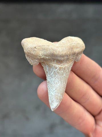 Requin - Dent fossile - Otodus Sokolovi - 6.42 cm, Collections