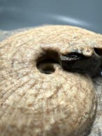 Zeldzame Triasische ammoniet - Gefossiliseerde schelp -
