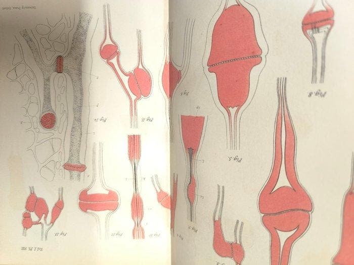 Isaac Bayley Balfour, Sydney Howard Vines, William Gilson, Antiquités & Art, Antiquités | Livres & Manuscrits