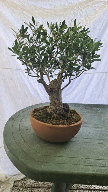 Olijf bonsai (Olea europaea) - Hoogte (boom): 40 cm - Diepte