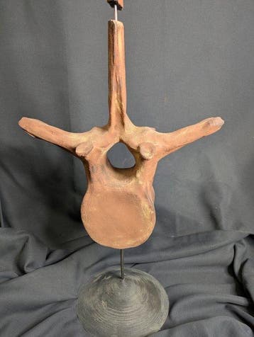 Fossiel skelet - Spinosaur Sail Vertebrae - Museum-Grade, Verzamelen