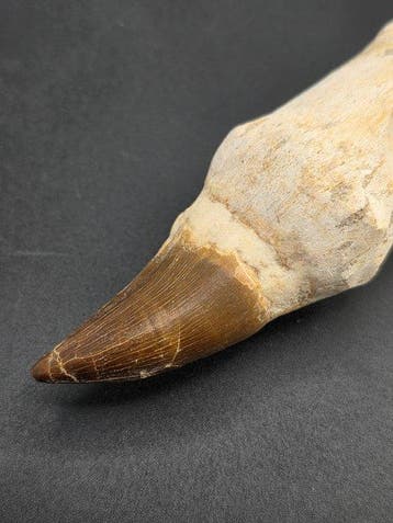 Mosasaurus - Fossiele tand - 13.5 cm (Zonder minimumprijs)