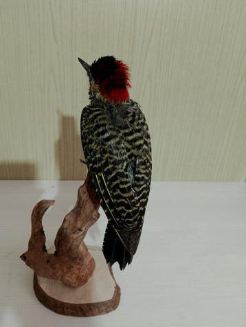 charpentier royal vert Support de corps entier pour, Collections, Collections Animaux