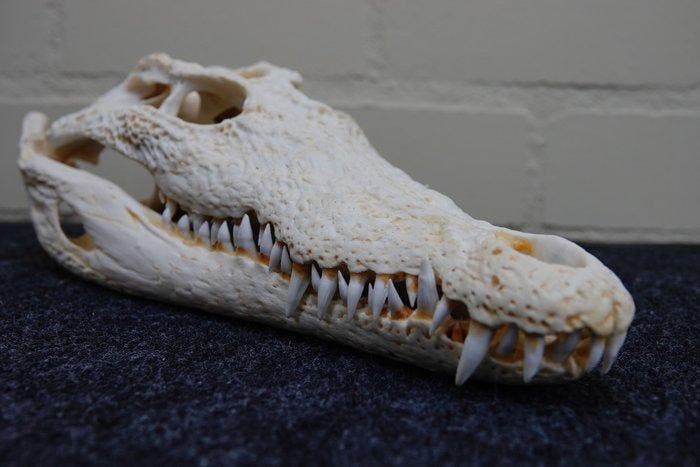 Large Nile Crocodile Schedel - Crocodylus niloticus (with, Verzamelen, Dierenverzamelingen