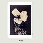 Jorge Omeñaca (1981) - Flowering II