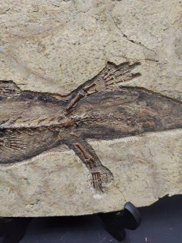 Animal fossilisé - Fossil salamander - 32 cm - 14 cm