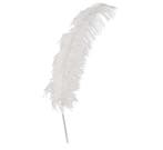 Witte Struisvogelveren 50cm 12st, Verzenden, Nieuw