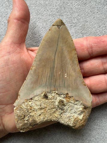 Megalodon-tand 11,4 cm - Fossiele tand - Carcharocles