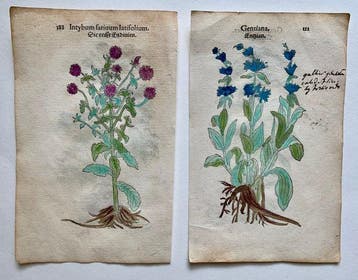 Leonhart Fuchs - Primi de stirpium historia commentariorum