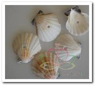 Pecten Vexillum White Geboorde Schelpen Hole 4 mm Per kilo, Maison & Meubles