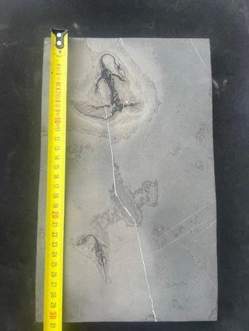 Zeereptiel - Gefossiliseerd dier - Fossile de Keichousaurus