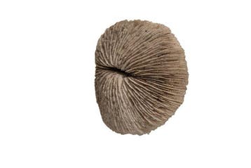 paddenstoelkoraal Skelet - Fungia fungites  GEM - 0 mm - 0