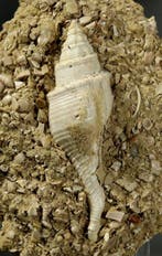 Uitzonderlijke fossiele schelp - Grote maat - Op originele, Verzamelen, Mineralen en Fossielen