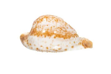Wunder-Kaurischnecke  PIÈCE TOP  Escargot de collection