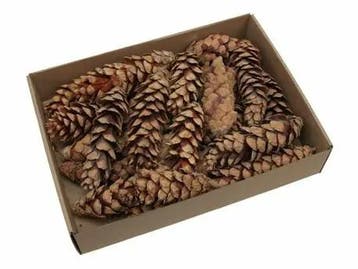 Dennenappel STROBUS Grote dennenappel Naturel 20-25cm 15st, Huis en Inrichting, Nieuw