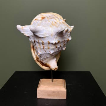 Schelp Taxidermie Opgezette Dieren By Max, Ophalen of Verzenden, Nieuw, Wild dier, Opgezet dier