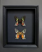 Vlinder Taxidermie volledige montage - Urania ripheus - 25, Verzamelen, Dierenverzamelingen, Nieuw