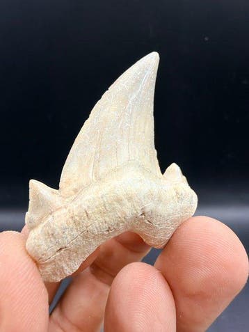 Haai - Fossiele tand - Otodus obliquus - 6 cm (Zonder