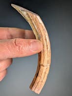 Malagassische Nijlpaard Bovenste Slagtand - Fossiele tanden