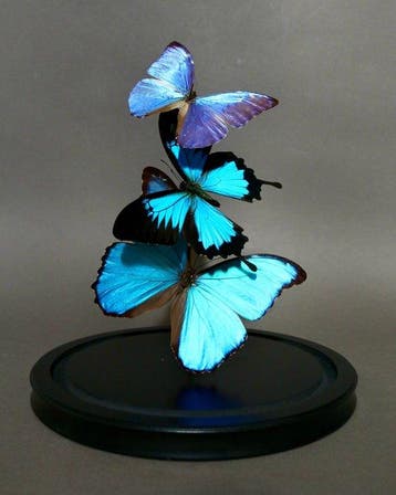 Vlinder Taxidermie volledige montage - Morpho didius, Morpho