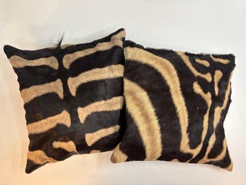 Zèbre Peau d’étude - Equus quagga - 40 cm - 40 cm - 1 cm -