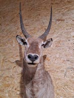 Antilope aquatique Support mural pour taxidermie - Kobus, Antiek en Kunst