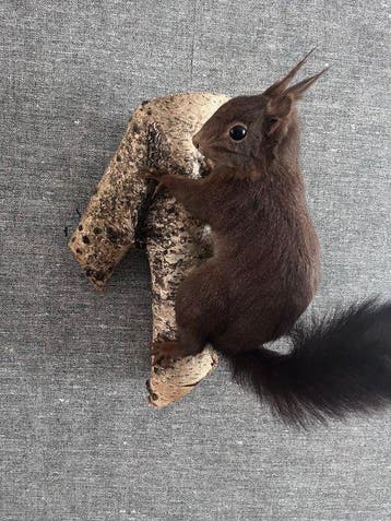 Red Squirrel - Taxidermie volledige montage - Sciurus
