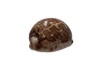 Zeldzame Landkaartkauri (Cypraea mappa) | Verzamelaarsobject, Verzamelen, Nieuw