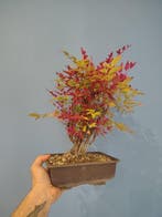 Nandina-bonsai - Hoogte (boom): 30 cm - Diepte (boom): 20 cm