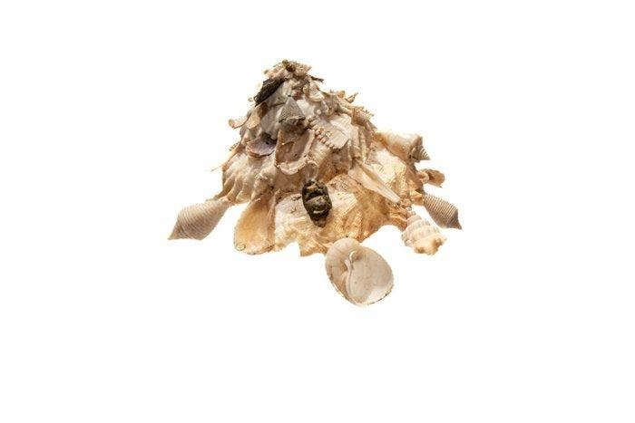 Steen-drager schelp, in goede staat - verzamelobject -, Collections, Collections Animaux