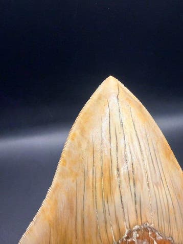 Megalodon - Fossiele tand - Carcharocles megalodon - 13.7 cm, Verzamelen, Mineralen en Fossielen