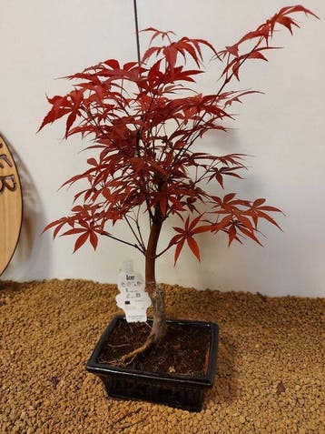 Japanese maple bonsai (Acer palmatum) - Hauteur (arbre) : 36