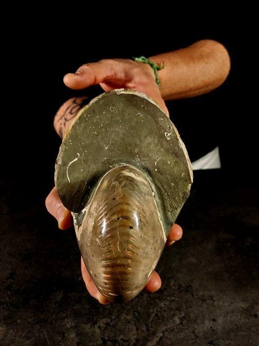 gefossiliseerde nautilus - Gefossiliseerd dier - cymatoceras, Verzamelen, Dierenverzamelingen