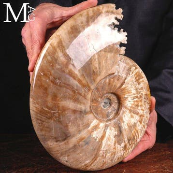 Cleoniceras Ammonite – Crétacé inférieur – Madagascar –, Antiquités & Art