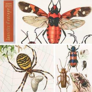 Herbert Engel [dir.] - Insectes & arachnides et myriapodes -