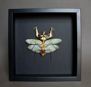 mantel Taxidermie volledige montage - Idolomantis diabolica
