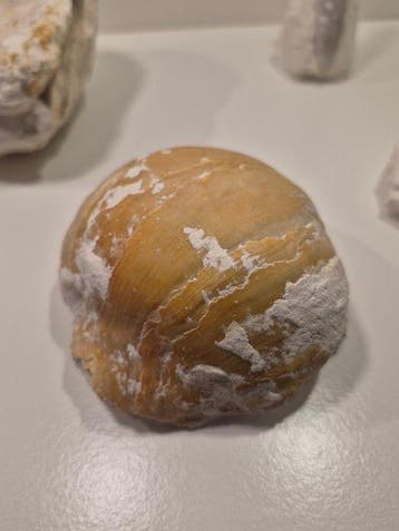 Gefossiliseerde schelp (Zonder minimumprijs)