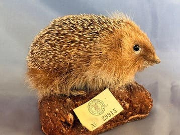 Hérisson Support de corps entier pour taxidermie - Erinaceus, Nieuw