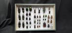 Wolrd Beetles - ex French Mr Amédro Collection (39x26 cm) -